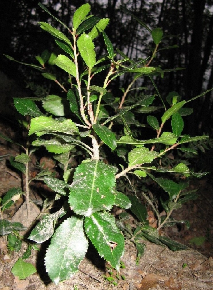 Arbutus unedo